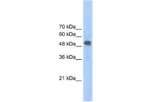 Image no. 1 for anti-Ferrochelatase (FECH) antibody (ABIN629703)