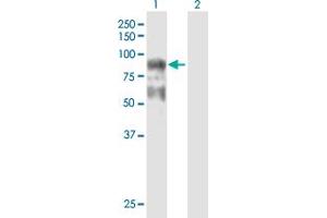 Western Blot analysis of ARHGAP24 expression in transfected 293T cell line by ARHGAP24 MaxPab polyclonal antibody.