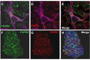 Image no. 3 for anti-Fibroblast Growth Factor Receptor 2 (FGFR2) (AA 22-51), (N-Term) antibody (ABIN391965)