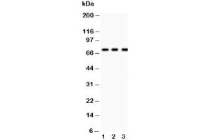 Image no. 6 for anti-Tumor Protein P73 (TP73) (AA 1-198) antibody (ABIN3029401)