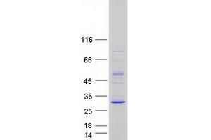 C9orf21 Protein (AhpC/TSA Antioxidant Enzyme Domain Containing 1) (Myc-DYKDDDDK Tag)
