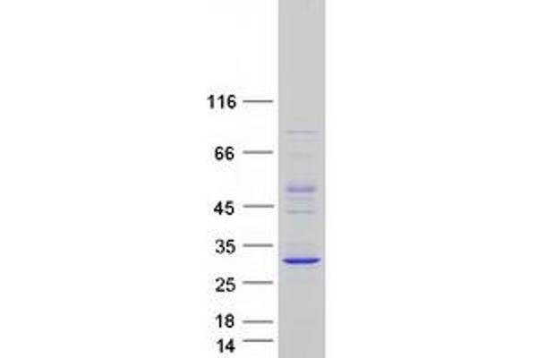 AhpC/TSA Antioxidant Enzyme Domain Containing 1 (AAED1) protein (Myc-DYKDDDDK Tag)