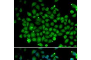 Immunofluorescence analysis of A549 cells using UBD Polyclonal Antibody
