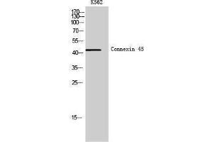Image no. 1 for anti-Gap Junction Protein, gamma 1, 45kDa (GJC1) (Internal Region) antibody (ABIN3184035)