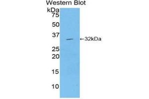 Image no. 1 for anti-Mitogen-Activated Protein Kinase Kinase 7 (MAP2K7) (AA 181-429) antibody (ABIN1859747)