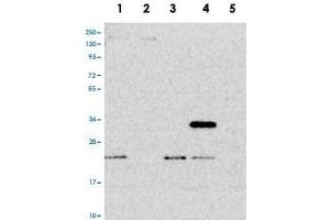 Image no. 2 for anti-Pentatricopeptide Repeat Domain 2 (PTCD2) antibody (ABIN5586341)