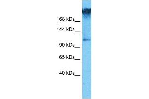 Image no. 1 for anti-WD Repeat Domain 7 (WDR7) (C-Term) antibody (ABIN5517660)