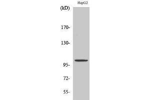 Image no. 1 for anti-Zinc Finger, ZZ-Type Containing 3 (ZZZ3) (Internal Region) antibody (ABIN3187580)
