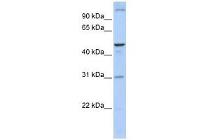 Image no. 1 for anti-Acyl-CoA Binding Domain Containing 5 (ACBD5) (N-Term) antibody (ABIN635304)