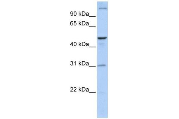 ACBD5 antibody  (N-Term)