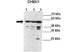 Image no. 3 for anti-Checkpoint Kinase 1 (CHEK1) (Middle Region) antibody (ABIN2779737)