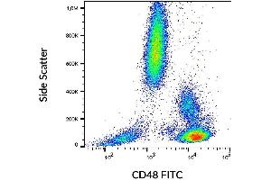 Image no. 3 for anti-CD48 (CD48) antibody (FITC) (ABIN94159)