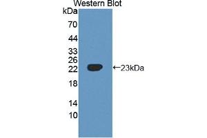 Image no. 2 for anti-Shisa Homolog 4 (SHISA4) (AA 28-197) antibody (ABIN5014309)