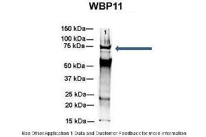 WBP11 抗体  (N-Term)