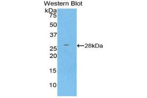 Image no. 1 for anti-Glutathione S-Transferase kappa 1 (GSTK1) (AA 7-222) antibody (ABIN1859089)