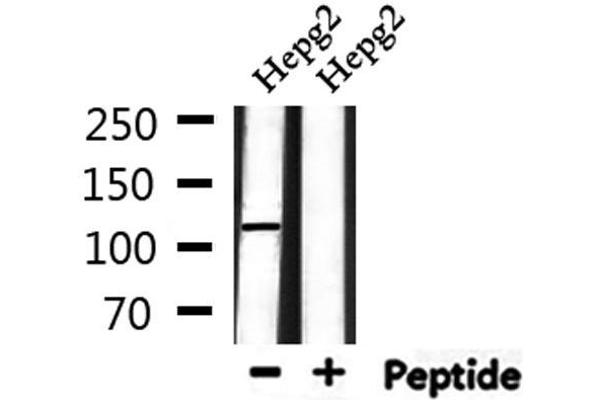 UBAP2L antibody  (Internal Region)