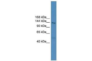 Image no. 1 for anti-NLR Family, Pyrin Domain Containing 5 (NLRP5) (N-Term) antibody (ABIN929114)