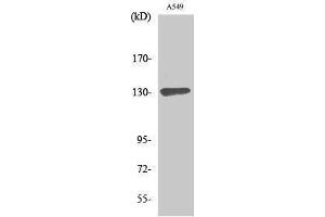 Image no. 1 for anti-SIN3 Transcription Regulator Homolog B (SIN3B) (Internal Region) antibody (ABIN3185694)