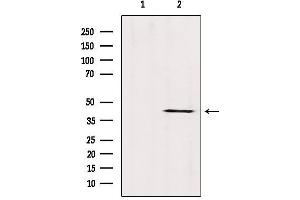 Image no. 1 for anti-Abhydrolase Domain Containing 13 (ABHD13) (Internal Region) antibody (ABIN6259699)