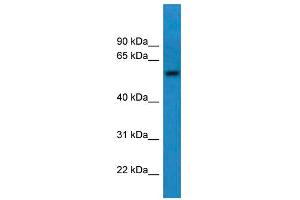 Image no. 1 for anti-Carnosine Dipeptidase 1 (Metallopeptidase M20 Family) (CNDP1) (C-Term) antibody (ABIN2788512)