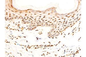 Image no. 2 for anti-Jun Proto-Oncogene (JUN) (pSer243) antibody (ABIN6255121)