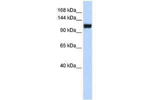 Image no. 1 for anti-Family with Sequence Similarity 120A (FAM120A) (Middle Region) antibody (ABIN2786049)