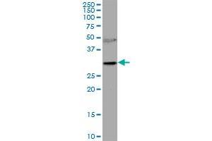 RNASEH2A MaxPab polyclonal antibody.