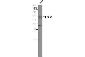 Image no. 3 for anti-CD274 (PD-L1) (C-Term) antibody (ABIN2855940)