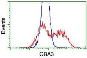 Image no. 4 for anti-Glucosidase, Beta, Acid 3 (Cytosolic) (GBA3) (AA 1-150), (AA 370-469) antibody (ABIN1490581)