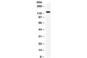 Image no. 1 for anti-AF4/FMR2 Family, Member 4 (AFF4) (AA 6-53) antibody (ABIN5647005)