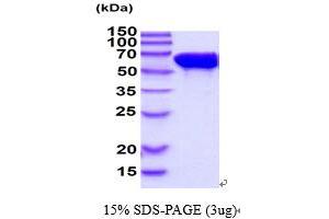 Image no. 1 for Stress-Induced-phosphoprotein 1 (STIP1) (AA 1-543) protein (ABIN5854635)