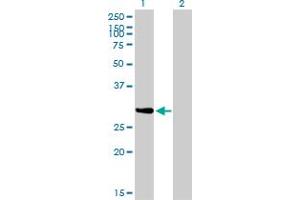 Image no. 3 for anti-NRBP2 (NRBP2) (AA 151-258) antibody (ABIN567033)