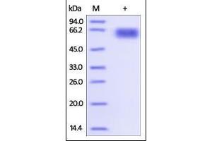 Biotinylated Human PD-1, His Tag & Fc tag on SDS-PAGE under reducing (R) and no-reducing (NR) conditions.