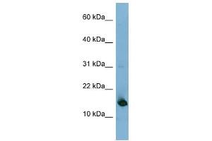 anti-Mediator Complex Subunit 31 (MED31) (N-Term) antibody