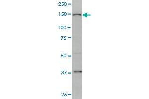 RIMS2 monoclonal antibody (M01A), clone 3C12 Western Blot analysis of RIMS2 expression in PC-12