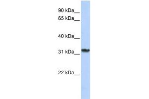 Image no. 1 for anti-Survival Motor Neuron Domain Containing 1 (SMNDC1) (C-Term) antibody (ABIN2778954)