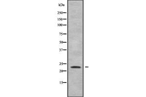 Image no. 1 for anti-Ras Homolog Family Member G (RHOG) (Internal Region) antibody (ABIN6264742)