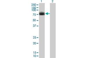 Image no. 1 for anti-Plexin Domain Containing 1 (PLXDC1) (AA 313-421) antibody (ABIN566090)