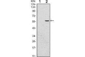 Image no. 1 for anti-CD276 (CD276) antibody (ABIN969018)