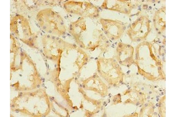 SPIRE2 antibody  (AA 79-388)