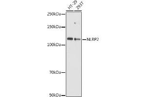 NLRP2 antibody  (AA 1-220)
