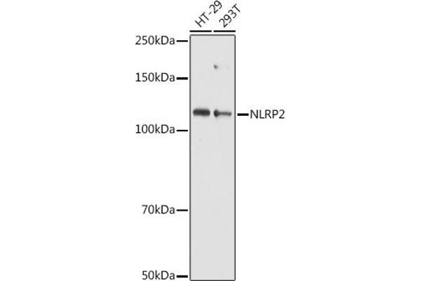 NLRP2 antibody  (AA 1-220)