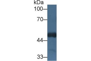 Image no. 1 for anti-Host Cell Factor C1 (VP16-Accessory Protein) (HCFC1) (AA 52-258) antibody (ABIN5013712)