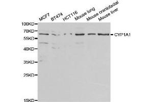 CYP1A1 antibody  (AA 200-460)