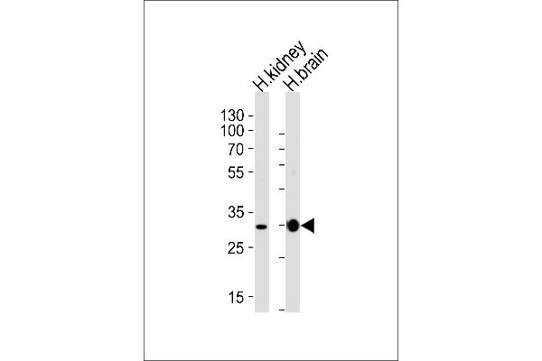 PRRG3 antibody  (AA 121-150)