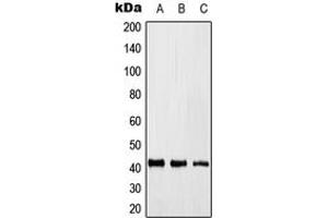 Image no. 1 for anti-Kruppel-Like Factor 17 (KLF17) (Center) antibody (ABIN2706446)