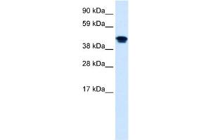 Image no. 1 for anti-Nuclear Receptor Subfamily 1, Group H, Member 4 (NR1H4) (Middle Region) antibody (ABIN2778066)