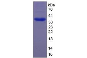 Image no. 1 for cAMP Responsive Element Binding Protein 1 (CREB1) (AA 102-341) protein (T7 tag,His tag) (ABIN6237924)