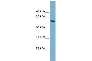 Image no. 1 for anti-Hedgehog Acyltransferase (HHAT) (N-Term) antibody (ABIN2782948)