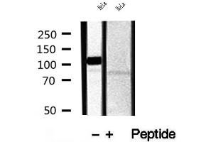 anti-Cell Cycle Associated Protein 1 (Caprin-1) (Internal Region) antibody